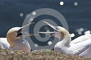 Helgoland - Gannets