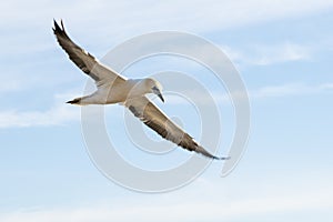 Gannets in flight on their breeding colony at Helgoland.