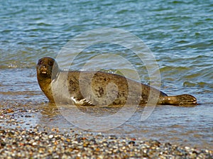 Helgoland - island in Germany, adult seal