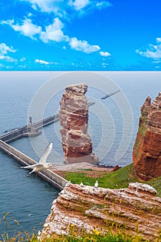 Helgoland lange anna seagul north sea