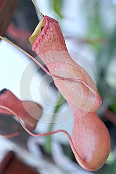 Heliamphora, Predatory carnivorous orchid from the Ecuadorian Am