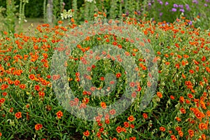 Helianemum or rock rose\'s in bloom