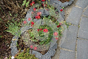 Helianthemum x cultorum \'Cerise Queen\' in the garden in June. Berlin, Germany