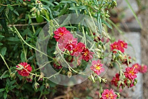 Helianthemum x cultorum \'Cerise Queen\' in the garden in June. Berlin, Germany