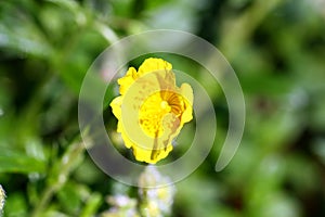 Helianthemum grandiflorum in bloom