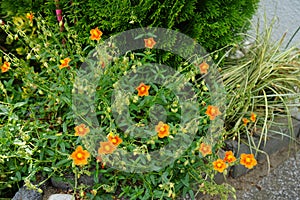 Helianthemum Hybride `Bronceteppich` in the garden in June. Berlin, Germany