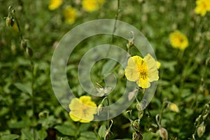 Helianthemum nummularium with bright yellow flowers