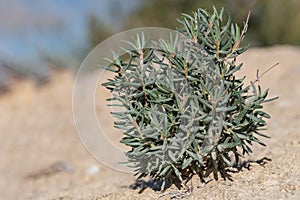 Helianthemum syriacum - Romerillo is a plant of the Cistaceae family.