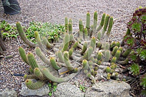 Helianthocereus Huascha Cactus