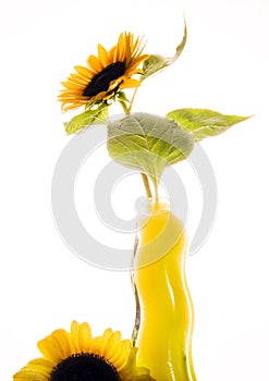 Helianthus