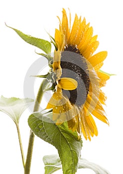 Helianthus