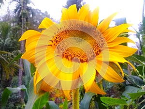 Helianthus annuus, beautiful sunflower image