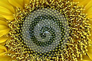 Helianthus annuus, closeup of beautiful yellow sunflower stamens, pistils