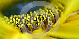 Helianthus annuus, closeup of beautiful yellow sunflower stamens, pistils