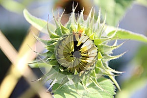 Helianthus Annuus Or Common Sunflower In Bud