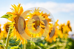 Helianthus annuus, or the common sunflower in a field