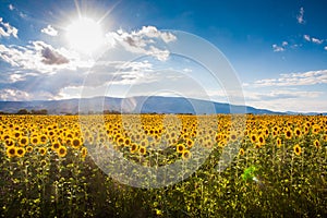 Helianthus annuus, or the common sunflower in a field