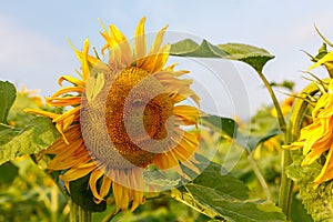 Helianthus annuus, the common sunflower, is a large annual forb of the genus Helianthus grown as a crop for its edible oil and edi photo