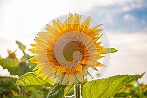 Helianthus annuus, the common sunflower, is a large annual forb of the genus Helianthus grown as a crop for its edible oil and edi photo