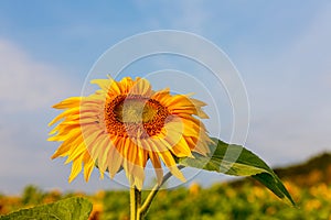 Helianthus annuus, the common sunflower, is a large annual forb of the genus Helianthus grown as a crop for its edible oil and edi photo