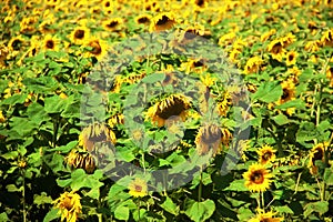 Helianthus annuus, the common sunflower. Sunflower field. Nature Background