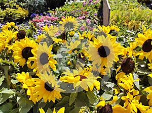 Helianthus annuus Dwarf Variety