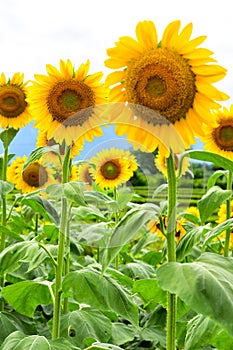 Helianthus Annuus Sunflower