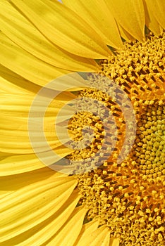 Helianthus annuus, Sunflower, Allergens Plants