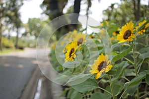 Helianthus annuus or sunflower is annual plant roadside in garden