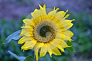 Helianthus annuus, A sunflower photo