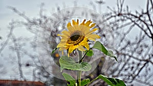 Helianthus annuus, A sunflower that grows in winter, sunflower in winter