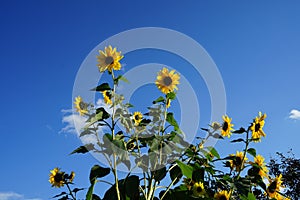 Helianthus annuus, sunflower `Herbstschonheit`, in the garden. Helianthus annuus is a large annual forb of the genus Helianthus.