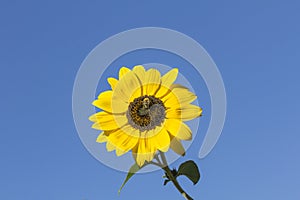 Helianthus annuus, Sunflower in Lower Saxony, Germany