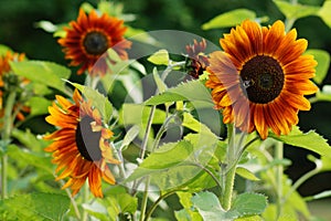 Helianthus annuus - sunflower