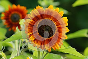 Helianthus annuus - sunflower