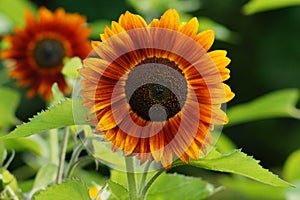 Helianthus annuus - sunflower