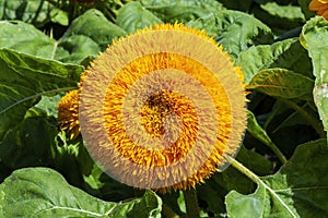 Helianthus annuus `Teddy Bear` photo