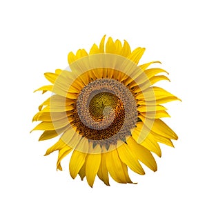 Helianthus annuus on whrite background