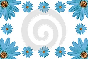 blue flowers,regular flowery frame on white background copy space photo