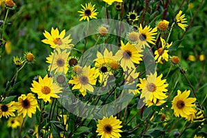 Helianthus mollis Downy Sunflower