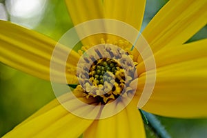 Helianthus pauciflorus photo