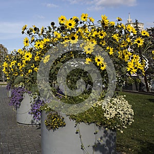 Helianthus petiolaris, scaevola nitida and Alyssum