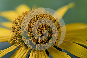 Helianthus sp., Asteraceae in flower