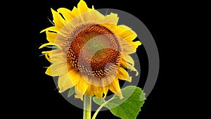 Helianthus sunflower black background snap