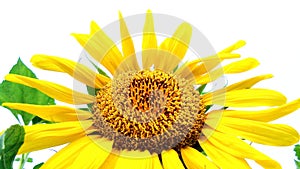 Helianthus sunflower plant genus snap