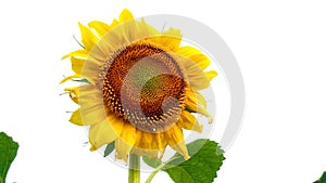 Helianthus sunflower white background snap