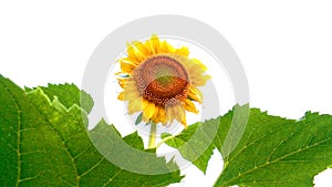 Helianthus sunflower white background stock