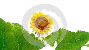 Helianthus sunflower white background stock photo