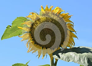 Helianthus Sunflowers