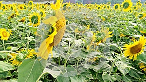 Helianthus sunflowers beautiful stock photo